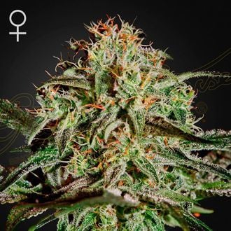 A.M.S. (Greenhouse Seeds) feminizada