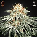 White Widow (Greenhouse Seeds) feminizada