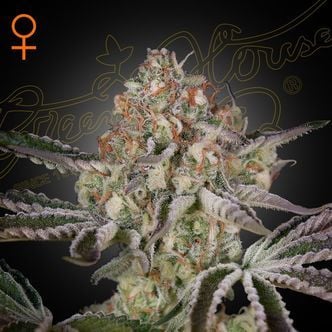 Great White Shark (Greenhouse Seeds) feminizada