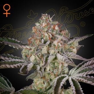 Great White Shark (Greenhouse Seeds) feminizada
