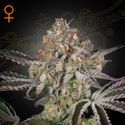Great White Shark (Greenhouse Seeds) feminizada