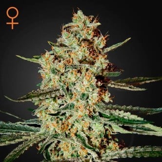 Himalaya Gold (Greenhouse Seeds) feminizada