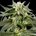 Himalaya Gold (Greenhouse Seeds) feminizada