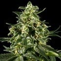 Himalaya Gold (Greenhouse Seeds) feminizada