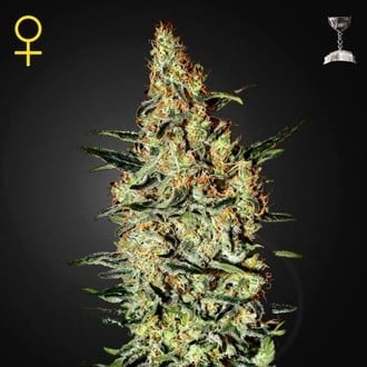 Neville's Haze (Greenhouse Seeds) feminizada