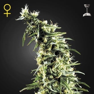 Hawaiian Snow (Greenhouse Seeds) feminizada