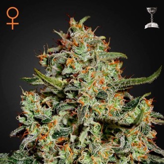 Big Bang (Greenhouse Seeds) feminizada