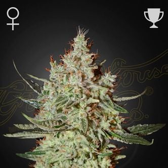GH Cheese (Greenhouse Seeds) feminizada