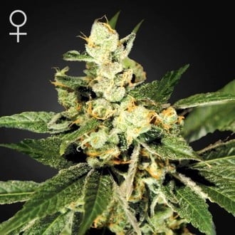 Train Wreck (Greenhouse Seeds) feminizada