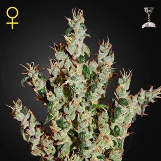 NL5 Haze Mist (Greenhouse Seeds) feminizada