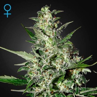 Super Critical Autoflowering (Greenhouse Seeds) feminizada