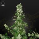 White Strawberry Skunk (Strain Hunters) feminizada