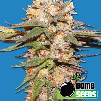 Big Bomb Auto (Bomb Seeds) feminizada