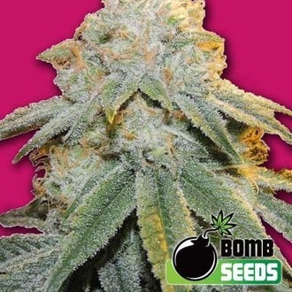 Bubble Bomb (Bomb Seeds) feminizada