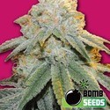 Bubble Bomb (Bomb Seeds) feminizada