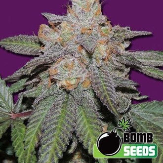 Cherry Bomb Auto (Bomb Seeds) feminizada
