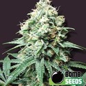 Kush Bomb (Bomb Seeds) feminizada