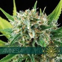Amnesia (Vision Seeds) feminizada