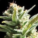 Amnesia (Vision Seeds) feminizada