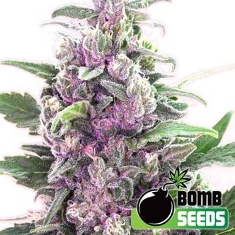 THC Bomb Auto (Bomb Seeds) feminizada