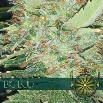 Big Bud (Vision Seeds) feminizada