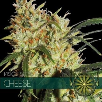 Cheese AKA Gouda's Grass (Vision Seeds) feminizada