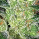 Cheese (Vision Seeds) feminizada