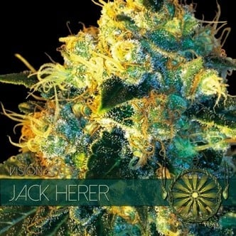 Jack Herer (Vision Seeds)  feminizada