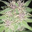 Jack Herer (Vision Seeds)  feminizada