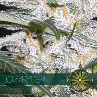 Lowryder (Vision Seeds) feminizada