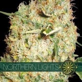 Northern Lights (Vision Seeds) feminizada