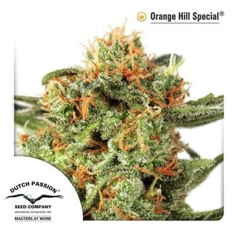 Orange Hill Special (Dutch Passion) feminizada