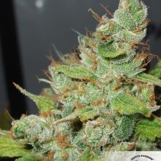 Orange Hill Special (Dutch Passion) feminizada
