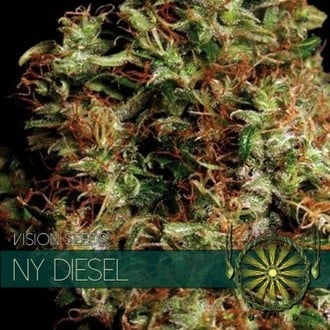 NY Diesel (Vision Seeds) feminizada