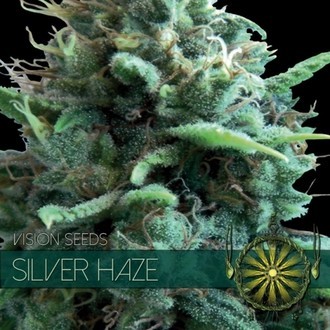 Silver Haze (Vision Seeds) feminizada