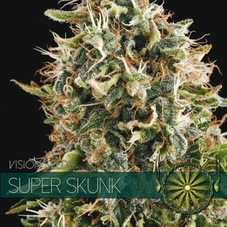 Super Skunk (Vision Seeds) feminizada