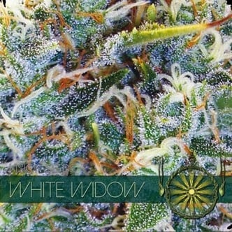White Widow (Vision Seeds) feminizada