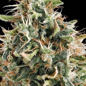 White Widow (Vision Seeds) feminizada