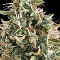 White Widow (Vision Seeds) feminizada