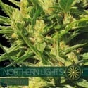 Northern Lights Autoflowering (Vision Seeds) feminizada