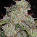 Northern Lights Autoflowering (Vision Seeds) feminizada