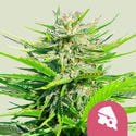 Royal Cheese - Fast Flowering (Royal Queen Seeds) feminizada