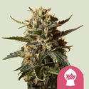 Bubblegum XL (Royal Queen Seeds) feminizada