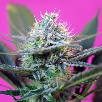 + Speed Auto (Sweet Seeds) feminizada