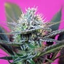 + Speed Auto (Sweet Seeds) feminizada