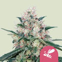 Honey Cream - Fast Flowering (Royal Queen Seeds) feminizada