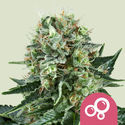 Bubble Kush (Royal Queen Seeds) feminizada