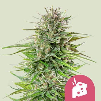 Blue Cheese (Royal Queen Seeds) feminizada