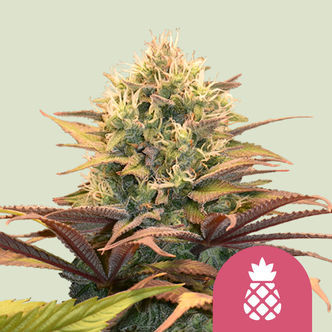 Pineapple Kush (Royal Queen Seeds) feminizada