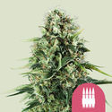 Royal AK (Royal Queen Seeds) feminizada